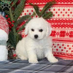 Joy, Bichon Frise Puppy